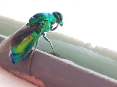 Stilbum