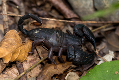 Opisthacanthus