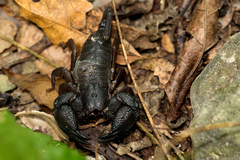 Opisthacanthus