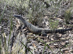 Varanus rosenbergi