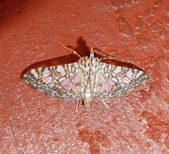Glyphodes onychinalis