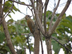 Dryobates passerinus