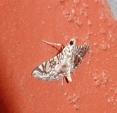 Glyphodes onychinalis