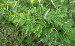 Vachellia tortilis
