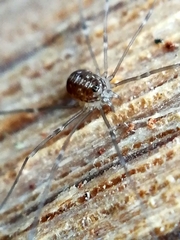 Leiobunum