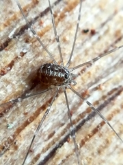 Leiobunum
