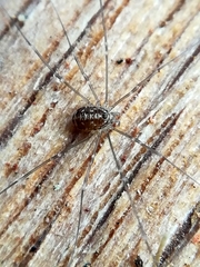 Leiobunum