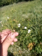 Galium uliginosum