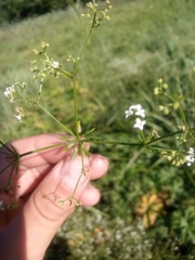 Galium uliginosum