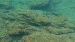 Aulostomus strigosus
