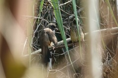 Pterorhinus perspicillatus