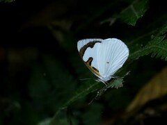 Dynamine myrrhina