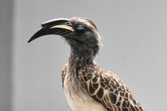 Lophoceros nasutus