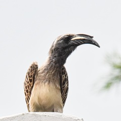 Lophoceros nasutus