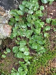 Umbilicus rupestris