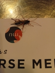 Echthromorpha intricatoria