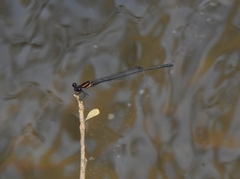 Prodasineura verticalis