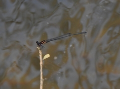 Prodasineura verticalis