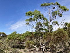 Eucalyptus viminalis cygnetensis