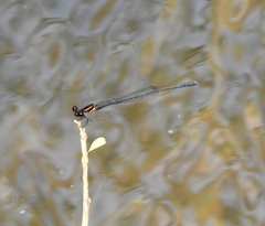 Prodasineura verticalis