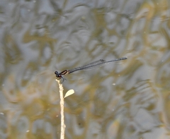 Prodasineura verticalis