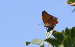 Charaxes marmax