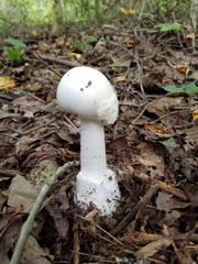 Amanita elliptosperma