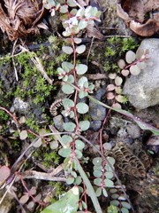 Euphorbia makinoi