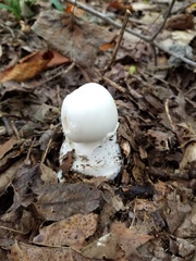 Amanita elliptosperma