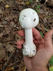Amanita elliptosperma