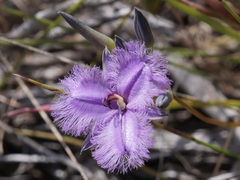 Thysanotus pauciflorus