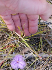 Thysanotus pauciflorus