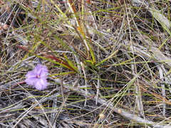 Thysanotus pauciflorus