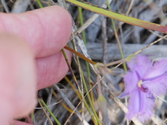 Thysanotus pauciflorus