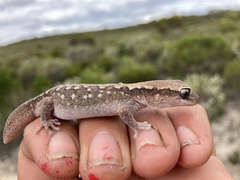 Diplodactylus vittatus