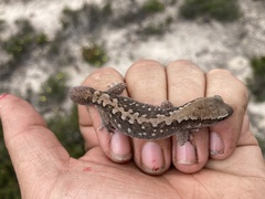 Diplodactylus vittatus