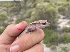 Diplodactylus vittatus