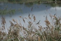 Pycnonotus sinensis formosae