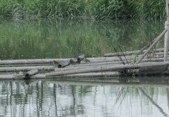 Gallinago gallinago