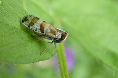 Tachycixius venustulus