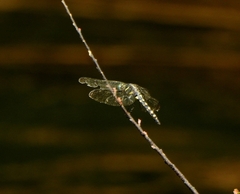 Onychothemis testacea