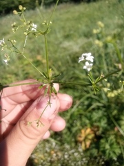 Galium uliginosum