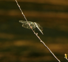 Onychothemis testacea