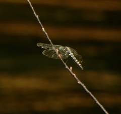 Onychothemis testacea