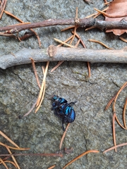 Anoplotrupes stercorosus