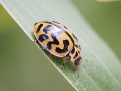 Cleobora mellyi