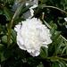 Paeonia albiflora - Photo (c) אנונימי,  זכויות יוצרים חלקיות (CC BY-NC)