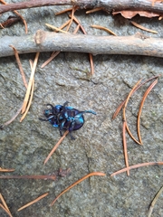 Anoplotrupes stercorosus