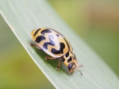 Cleobora mellyi