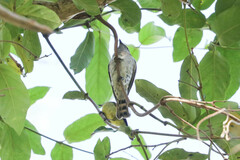 Chrysococcyx minutillus